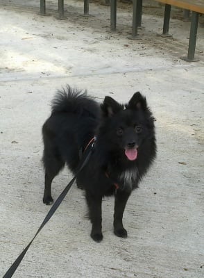 Моята черна перличка