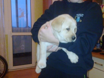 Макс Лабрадор