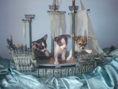 "Минава-а...Големият кораб мина-а-ва ..."