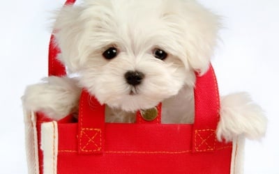 Сладурче в чанта