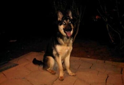 10-месечна немска овчарка спасява стопаните си и котката им от пожар