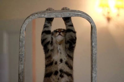 Фитнес маниак