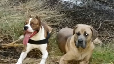 Томи и Белла 