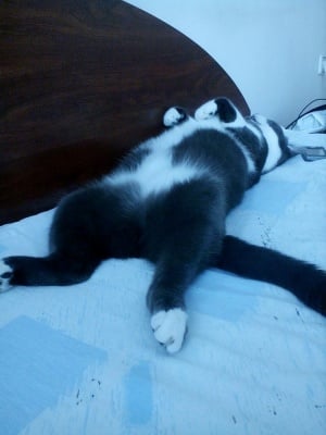 Моят "съквартирант" на име Глупи!