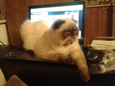 Рики моят красавец!