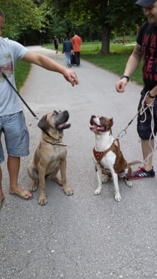 Томи и Белла 