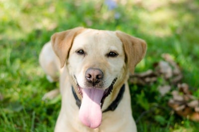 Кайра - аджилити лабрадор