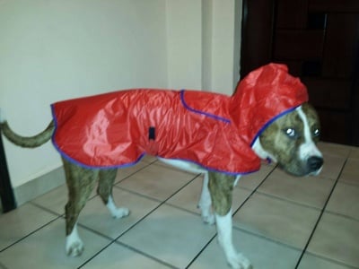 Томи с дъждобран 