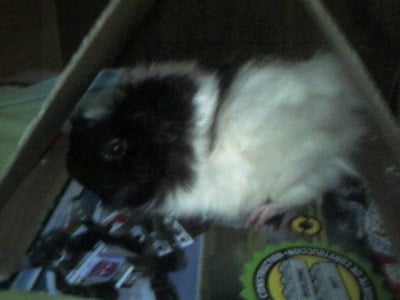 Моето морско свинче Джо 