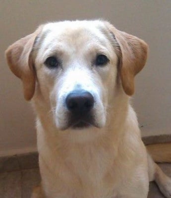 нашето голямо коледно подаръче-Роби