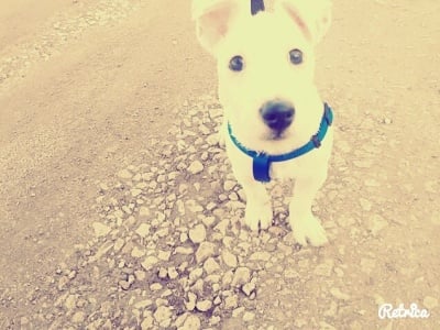 Джак ръсел териер