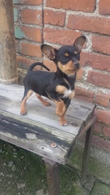 Моя малък мишок Ричи