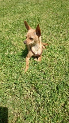 Чипи - нашият господар