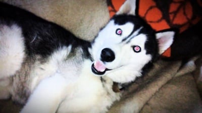 Лудо хъски Майкъл