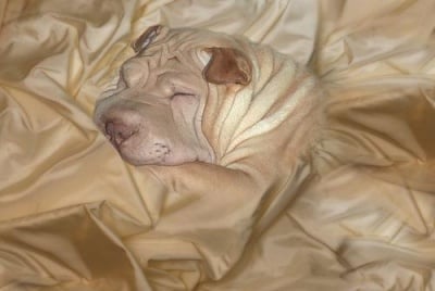 Къде е кучето?