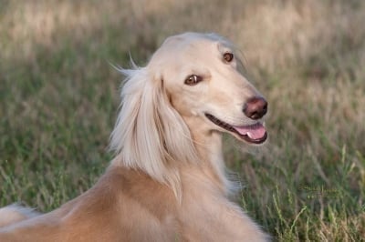 Тайган - хрътка от Хан Тенгри