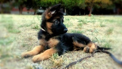 Малката принцеса Алура