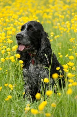 Английски кокер шпаньол