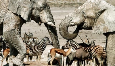 Какво е характерно за бозайниците?