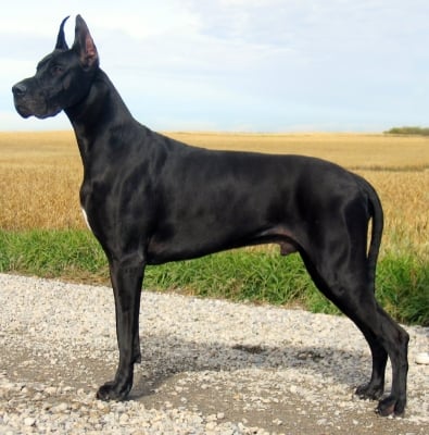 Немски дог (Немски мастиф)