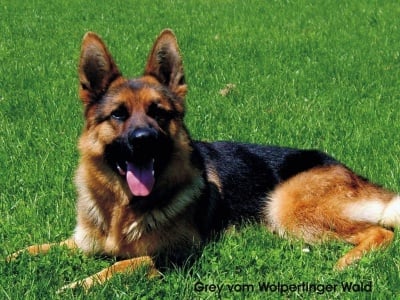 НЕМСКА ОВЧАРКА