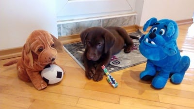 Лео и компания