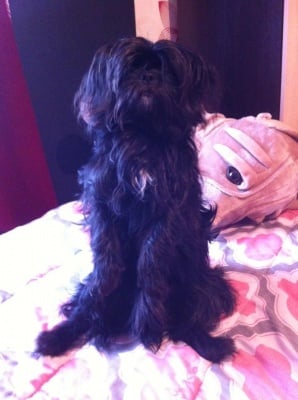 Дарки си търси съпруга 