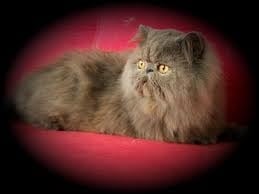 Котка която се изправя на задни крака