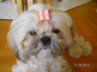 Миси - ши-тцу