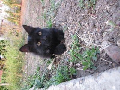 В памет на Джейк