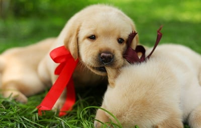 Как да изберете кученце, което е подходящо за вас?