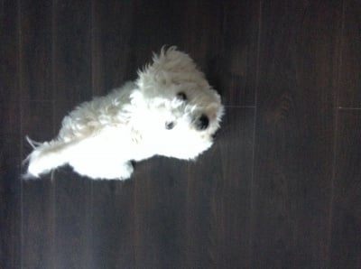 Френска болонка