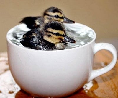 Сладури в чашка