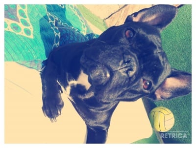 Френски булдог