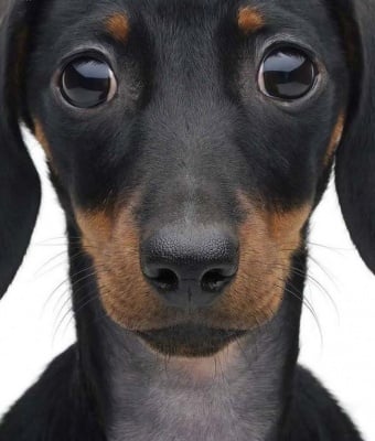 Какво откриваме в лицата на животните?