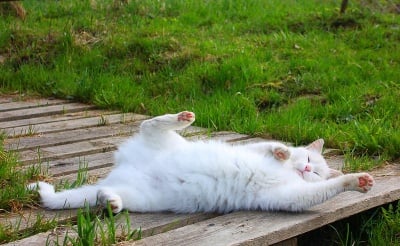 На това се казва "щастлив живот"