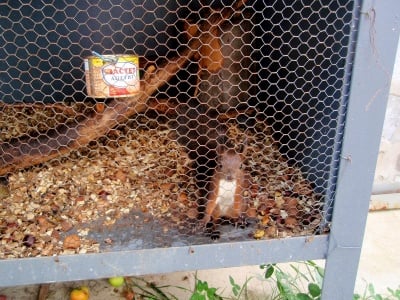 Читател сигнализира за ужасяваща гледка - катерички, държани в клетки за забавление на туристите (снимки)