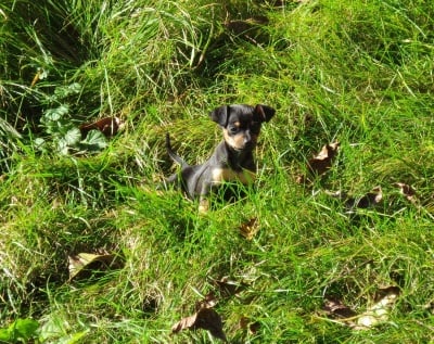 Мини пинчери