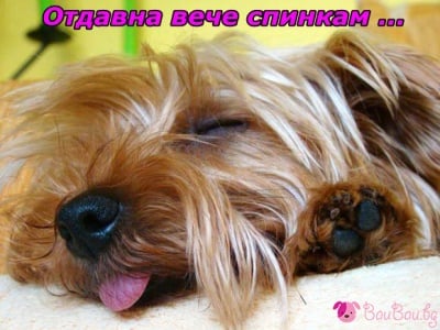 Дълбоко спящо ангелче