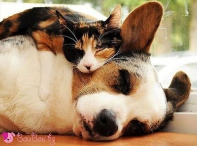 "Ти си най - меката ми възглавничка!"