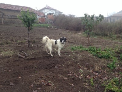 Българско овчарско куче