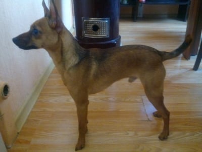 Пясъчен пинчер