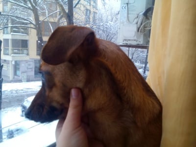 Моят малък Рой си играе