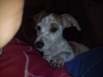 Джак Ръсел териер