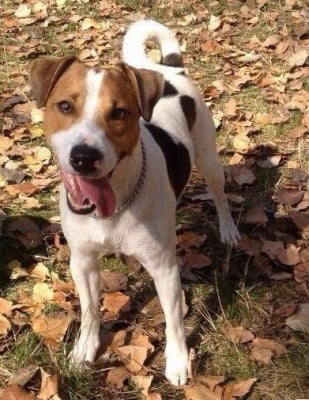 Джак Ръсел Териер (парсън)