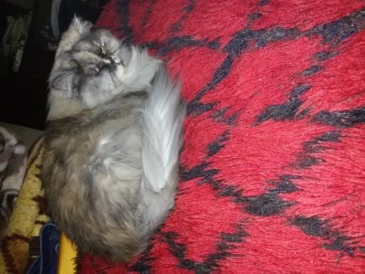 МОЯТА КУКЛА ЖАСИ