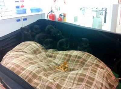 15 малки котенца,намерени в куфар