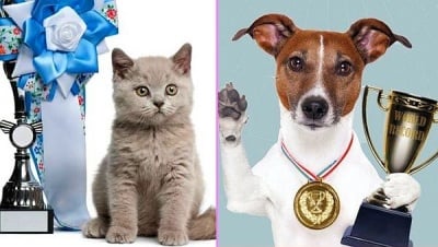 15 уникални животни с изумителни рекорди в книгата на Гинес