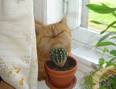 Неделя сутрин