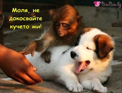 Пипането строго забранено